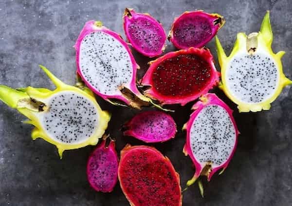 تصویر 4 از خرید نهال کاکتوس رنگی  میوه دار + قیمت فروش استثنایی